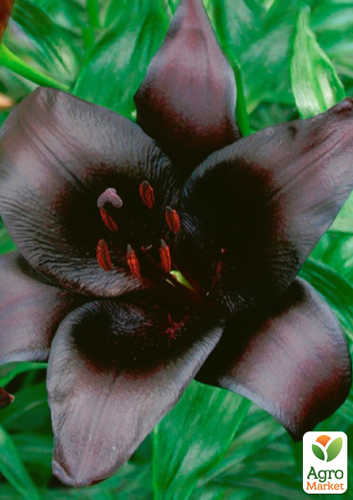 Лилия "Nightrider" 