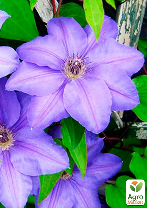 Клематис "General Sikorski"