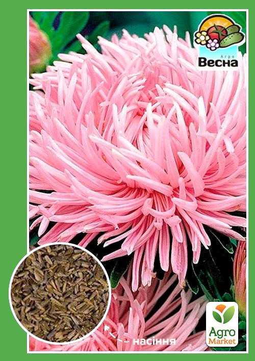 Астра "Шиншила" розовая ТМ "Весна" 0.2г