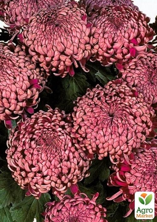 Хризантема "Romy" (низькоросла крупноквіткова) - фото 4