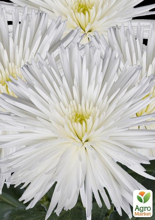 Хризантема  "Alaka Blanc" (низкорослая крупноцветковая)