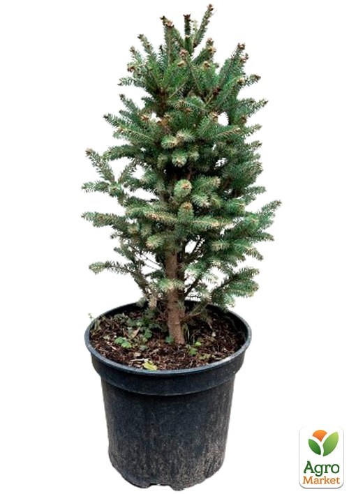 Ель канадская "Cinderella" С3 высота 45-55 см - фото 4