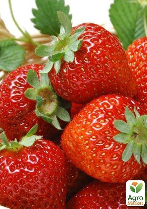 Полуниця "Вікторія" (ремонтантний сорт) - фото 9