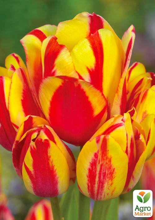 Тюльпан "Sunshine Club" (многоцветковый) 