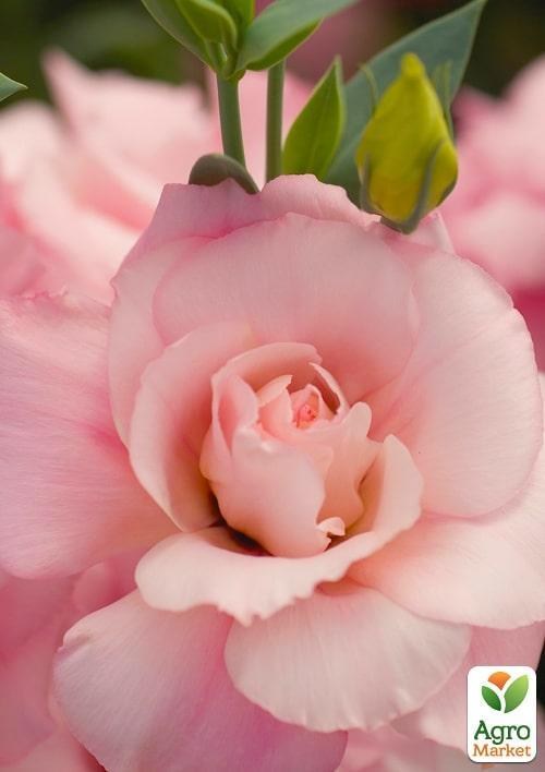 Эустома махровая "Mariachi Pink" укорененная в контейнере Р9