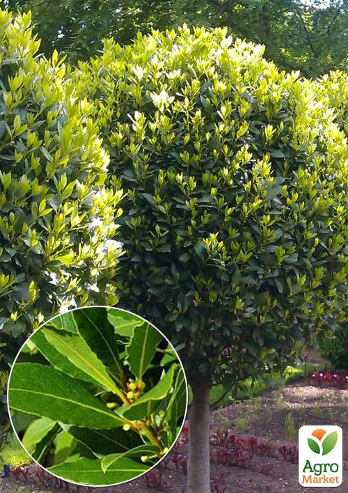 Лавр вечнозеленый "Благородный" (высокие декоративные качества)