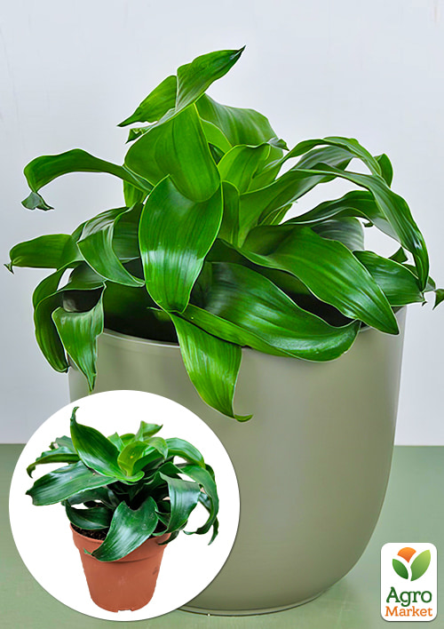 LMTD Драцена "Twist" (высота 20-30см)