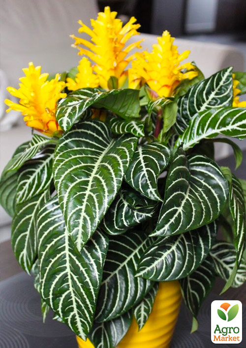 Афеландра "Dania"