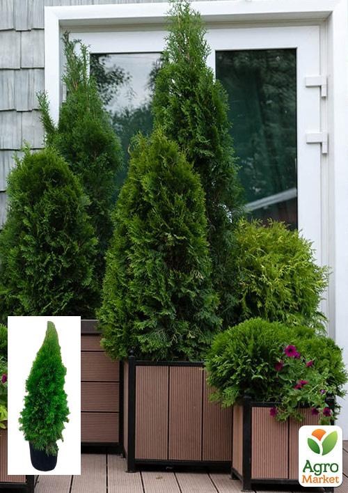 Туя Новорічна «Smaragd» (висота 120см)