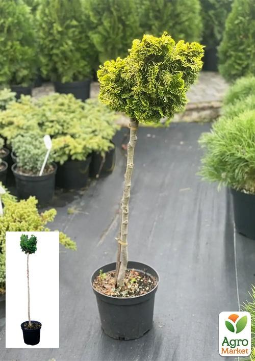 Кіпарисовик на штамбі "Tonia" С5, висота 80-90см