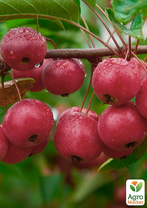 Яблоня "Ранетка" (райское яблочко)