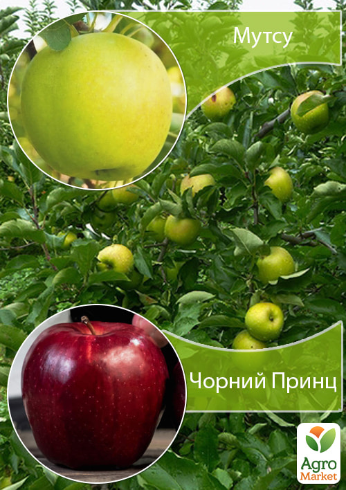 Дерево-сад Яблоня "Мутсу+Черный Принц" 