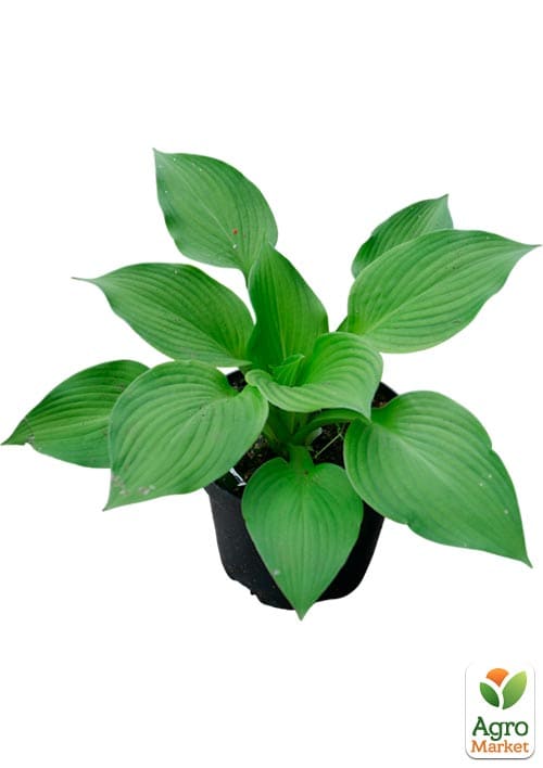 Хоста гібридна "Adorable" С3 - фото 3