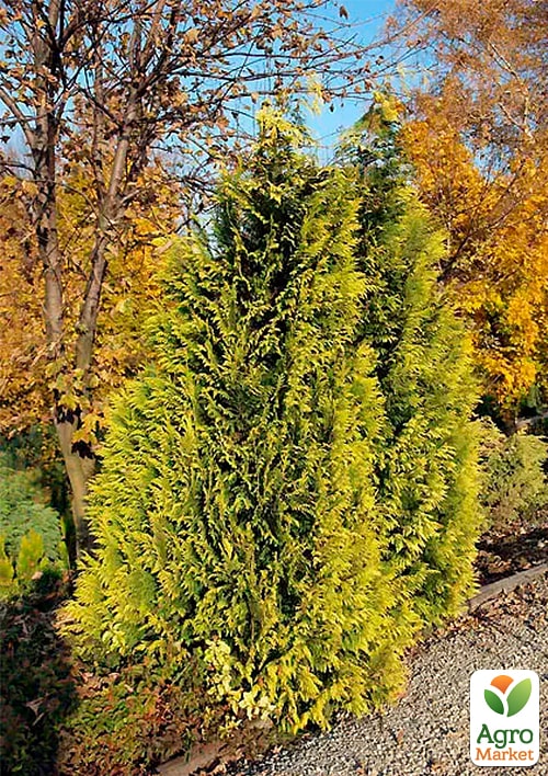 Кипарисовик Лавсона "Golden Wonder" (ком/сетка) высота 150-170см