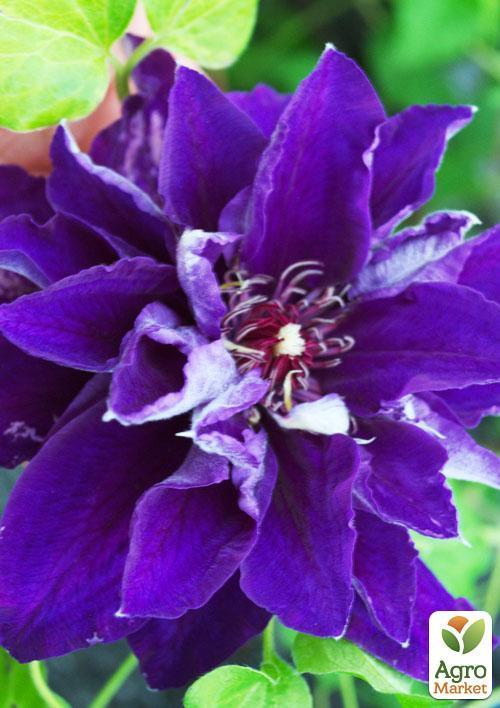 Клематис "Shin-Shigyoku" (повторноквітучий сорт) - фото 8