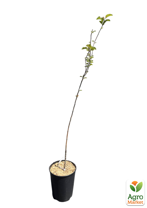 Яблоня "Голден Перси" укорененная в контейнере (саженец 2 года) - фото 2