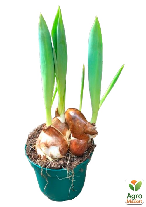 Тюльпан махровый "Table Dance" - фото 6