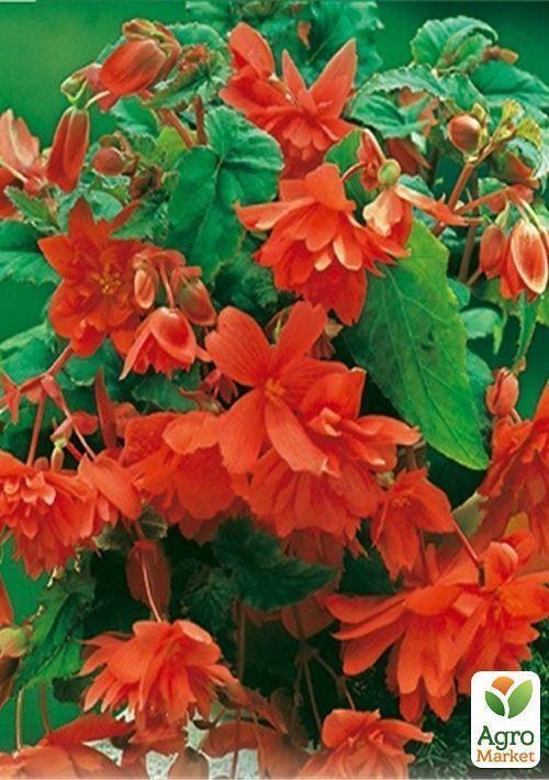 Бегония ампельная "Оранжевая" 1шт