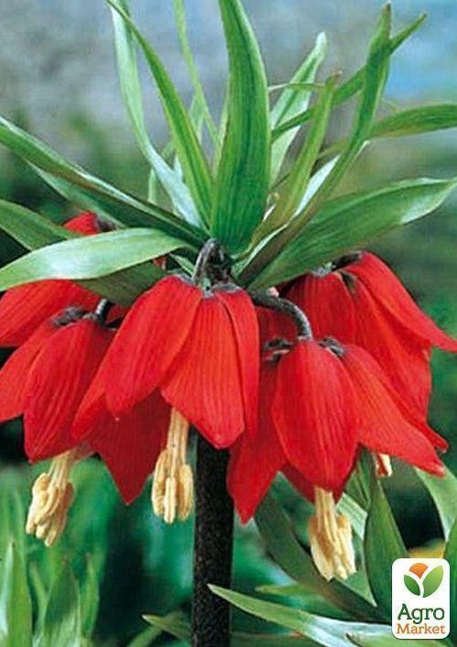 Фритиллярия "Maxima Rubra" (размер 20/22 , очень крупный) 1шт в упаковке