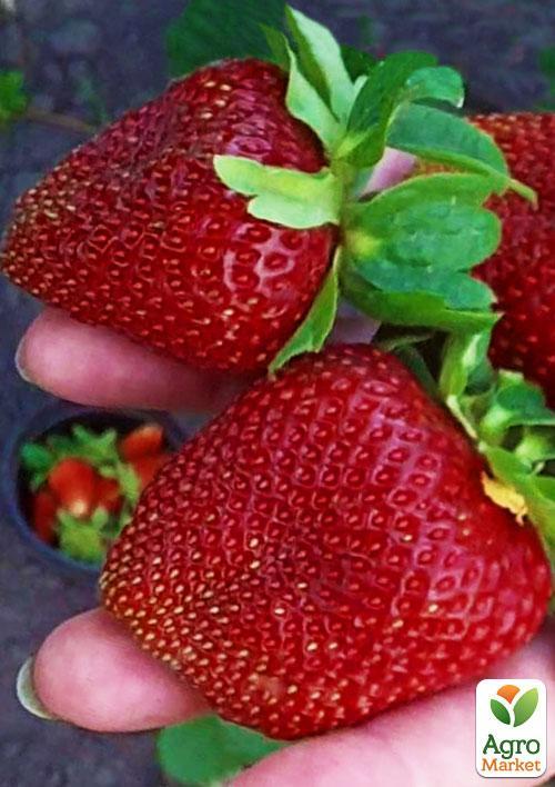 Полуниця "Маршал" (Marshal) (середній термін дозрівання, сорт стійкий до багатьох хвороб)