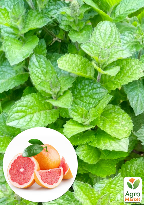 М'ята Грейпфрутова "Mentha piperita Grapefruit Mint"