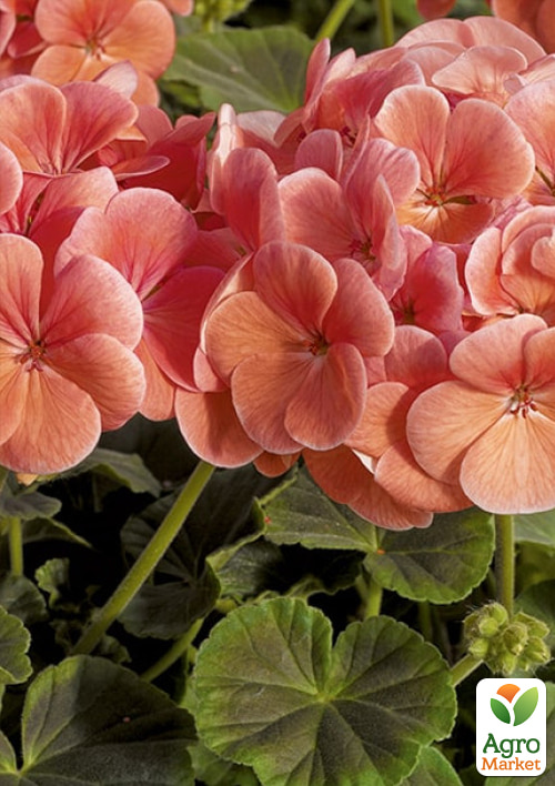 Пеларгония "Буллз Ай F1" salmon ТМ "Профессиональные семена" 50шт 