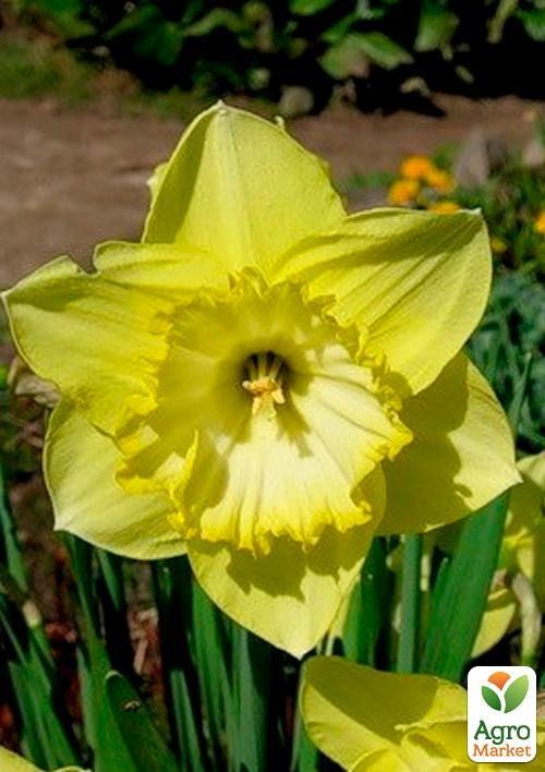 Нарцис "Saint Patricks Day" (розмір 12/14, великий) 3шт в упаковці