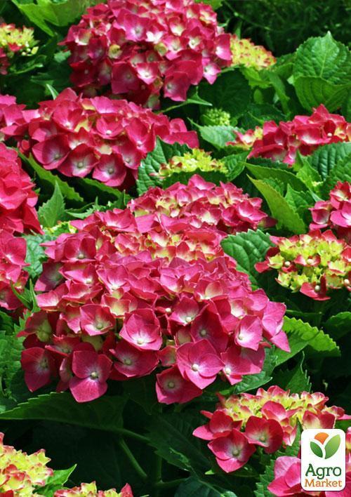 Гортензія крупнолиста рожево-червона "Люцифер" (Leuchtfeuer) - фото 6