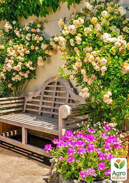 Троянда англійська плетиста "Перпешуалі Йорс" (саджанець класу АА +) вищий сорт - фото 4