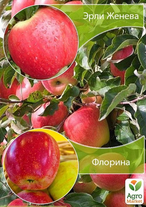 Дерево-сад Яблуня «Ерлі Женева + Флоріна»