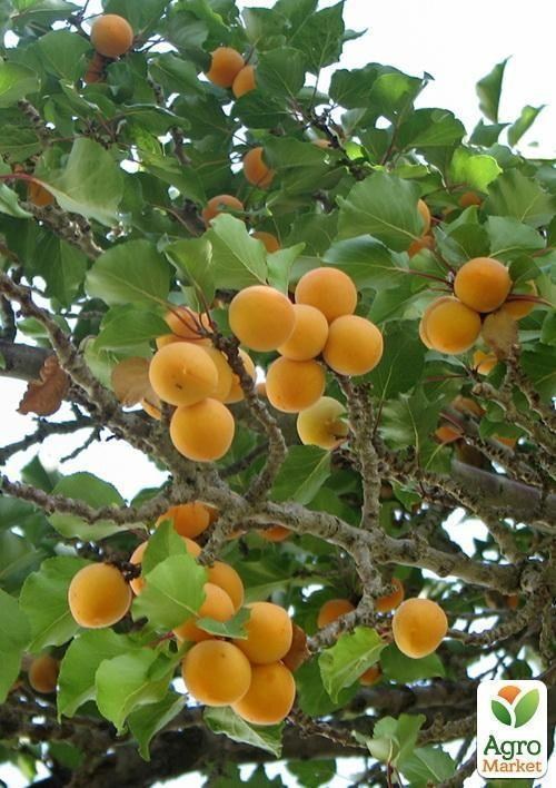 Абрикос "Ботсадовській" - фото 4