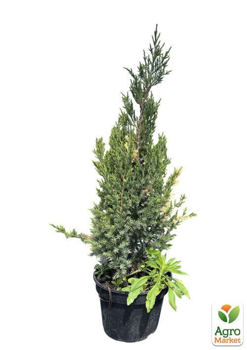 Можжевельник китайский "Stricta Variegata" вазон С5 высота 40-60см - фото 2