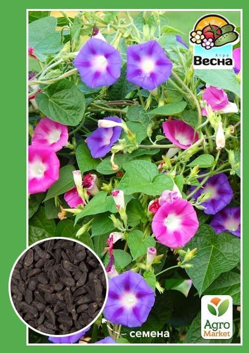 Ипомея смесь ТМ "Весна" 1г