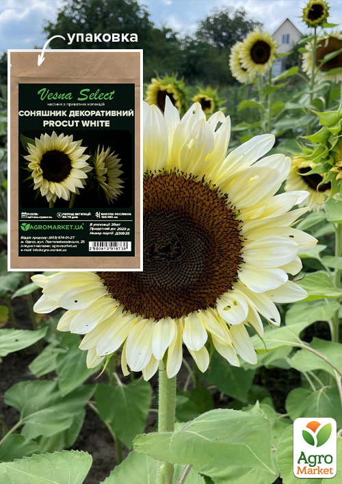 Подсолнечник декоративный "Procut White" ТМ "Vesna Select" 20шт
