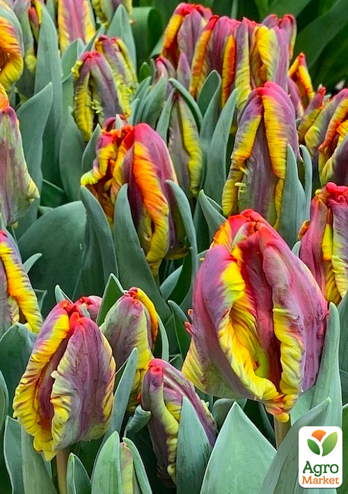 Тюльпан "Rasta Parrot" 