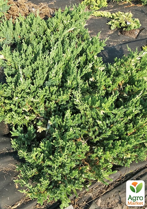 Можжевельник обыкновенный "Spotty Spreader" C2, диаметр 25-30см - фото 6