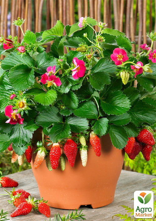 LMTD Клубника ремонтантная "Toscana" (горшечное, длительное плодоношение)  - фото 2