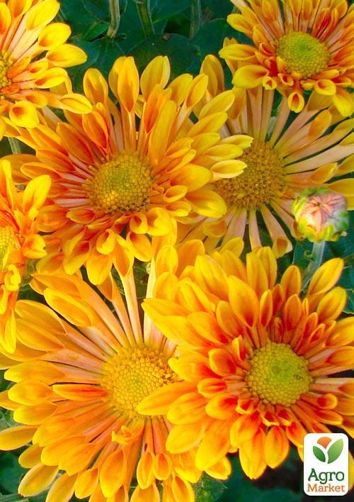 Хризантема корейская "Троильбосс"