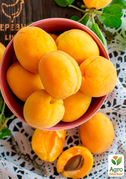 Абрикос "Любимый" (поздний срок созрвания)