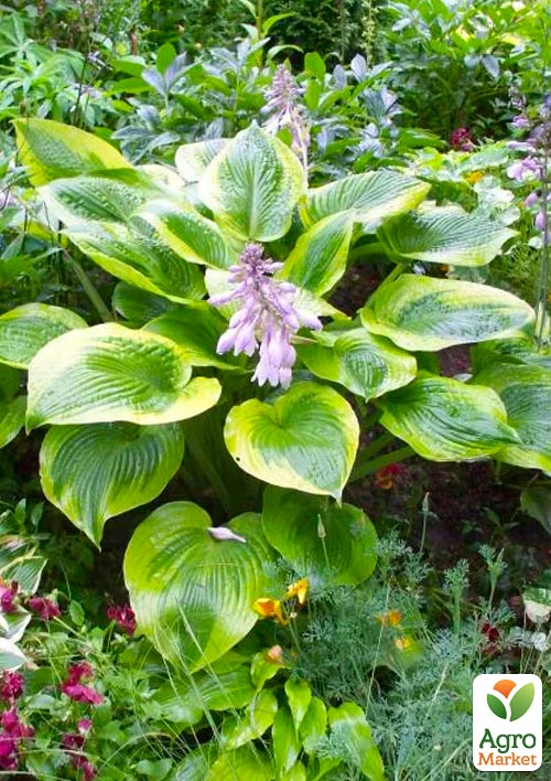 Хоста гібридна "Abiqua Moonbeam" С1.5