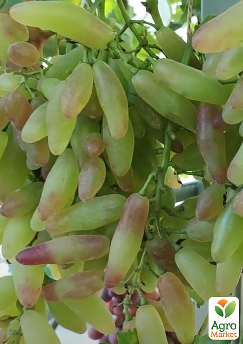 Виноград "Азія Рожева" (ранній, дуже великий, солодкий виноград)