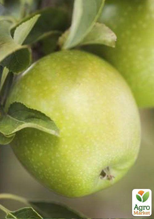 Яблуня "Ренет Кубанський" (зимовий сорт, пізній термін дозрівання) - фото 5