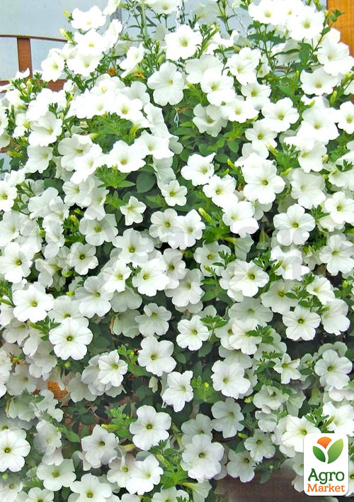 Сурфиния "Impulz White" (контейнер № 10, высота 10-15 см)