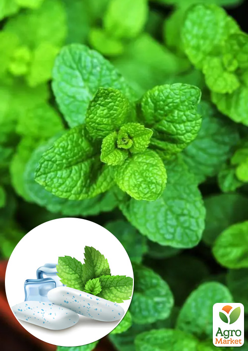 М'ята "Spearmint" (Chewing Gum)