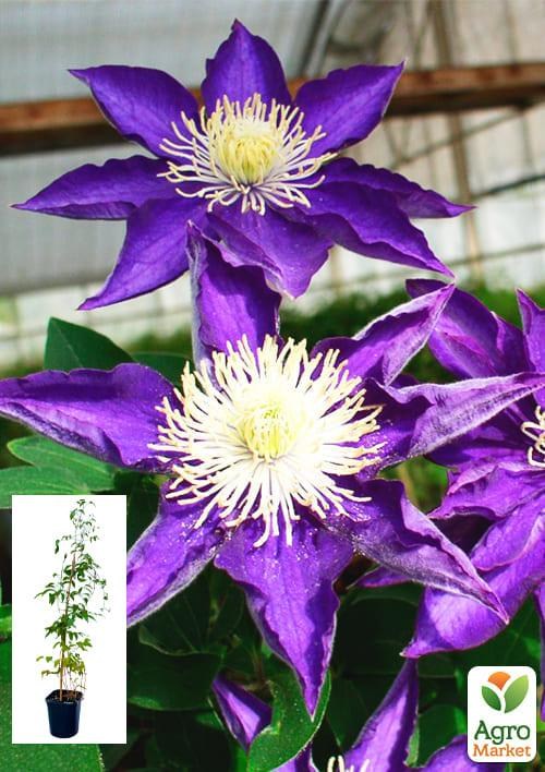 Клематис 3-х летний "Hakuookan" С2