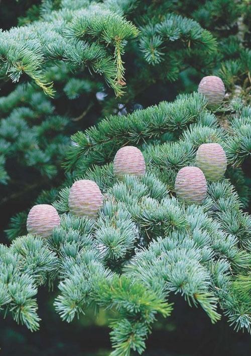 Кедр Атласский (Cedrus Аtlantica)