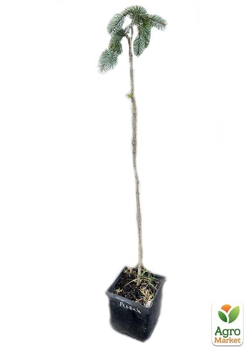 Ель колючая на штамбе "Glauca Pendula" С3, высота 40-50см - фото 3