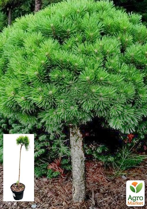 Сосна на штамбі "Lucky" С3, висота від 30-35см