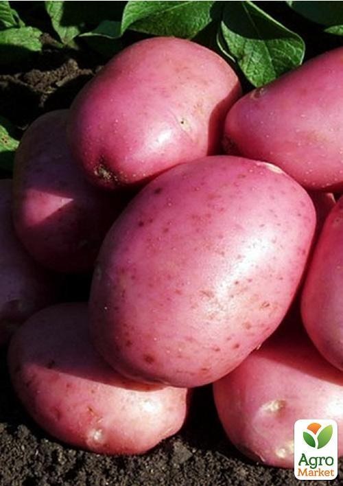 Насіннєвий рання картопля "ЛаБелль" (на жарку, 1 репродукція) 1кг