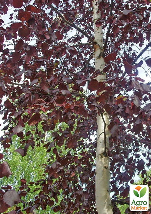 Береза повислая "Royal Frost" С4 высота 60-100см - фото 2
